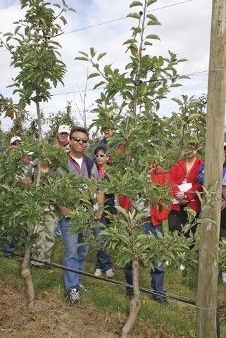 Sam DiMaria of British Columbia and other IFTA members look at Gala trees in plots at the Grove Research Center in Tasmania. Horticulturist Predo Jotic said the trees, which are on Malling 9 rootstocks with M.102 interstems, have not yielded well because 