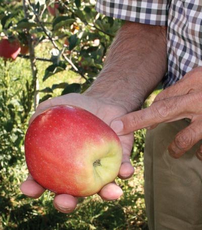 WA 2, the first release of Washington State University's apple breeding program, is a blushed, orange-red apple.