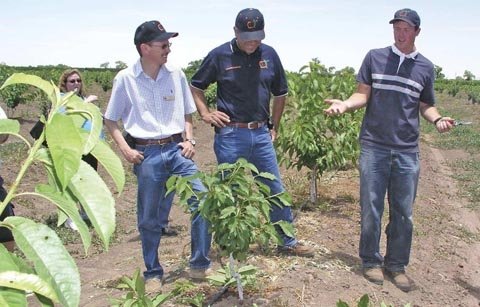 Eric Robinson (right) explains to Carlos Chavez (left) and Pepe Armendariz how he’s training his cherry trees to the Spanish Bush system.
