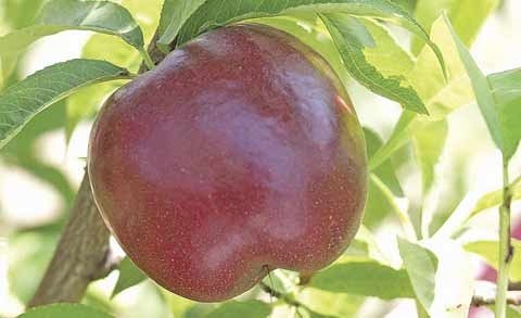 The recently released Honey May nectarine, a yellow-fleshed subacid variety, ripens in early May. 