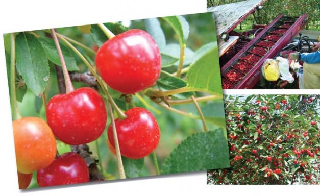 Montmorency tart cherries are bright red with yellowish flesh and clear juice. They ripen just after the early sweet cherry varieties, or about mid-July in Traverse City, Michigan.  Montmorency cherries are borne on trees that seem bush-like but are 15 to 20 feet tall.