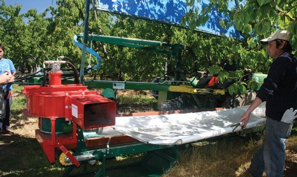 Ditzler uses five machines to harvest sweet dark cherries for processing into yogurts and ice creams. Cherries are harvested day and night.
