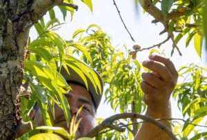A worker thins peach fruitlets by hand in a Michigan Fruit Ridge orchard in June 2021. According to a Michigan State University study, hand thinning costs Michigan peach growers about $3 per tree. Growers and researchers are trialing mechanical and chemical methods in hopes of finding a cheaper method. (Matt Milkovich/Good Fruit Grower)