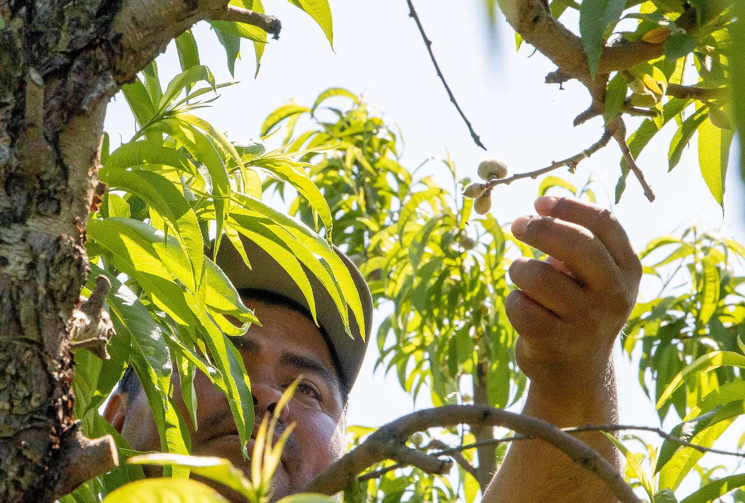 A worker thins peach fruitlets by hand in a Michigan Fruit Ridge orchard in June 2021. According to a Michigan State University study, hand thinning costs Michigan peach growers about $3 per tree. Growers and researchers are trialing mechanical and chemical methods in hopes of finding a cheaper method. (Matt Milkovich/Good Fruit Grower)