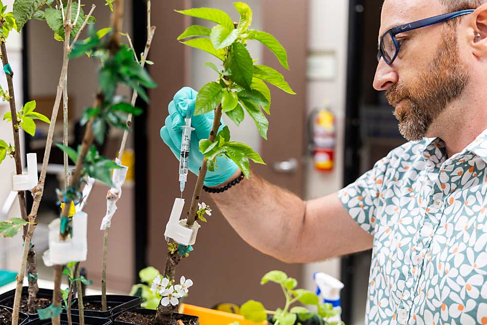 U.S. Department of Agriculture molecular biologist Marco Pitino demonstrates a lab-scale system for doing trunk injection on cherry seedlings in his lab in June. He will use the technique to screen antimicrobial compounds that might fight the X disease phytoplasma so that, in the future, promising candidates can be produced by the trees themselves. (Kate Prengaman/Good Fruit Grower)