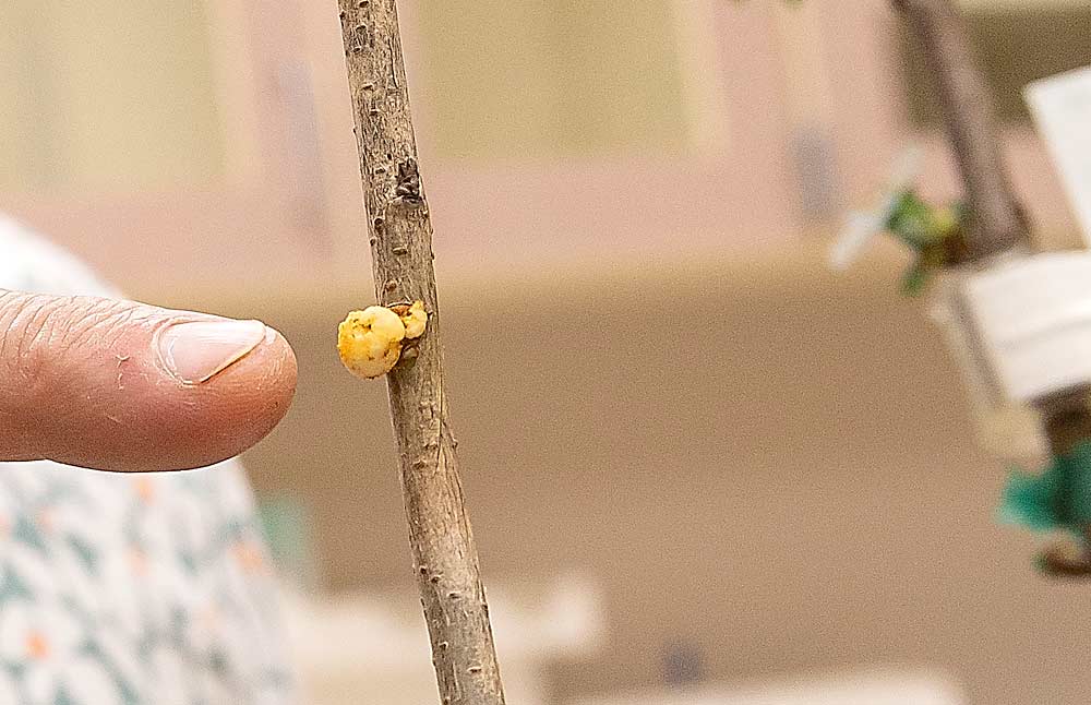 This lab-created Symbiont is a bioengineering technology developed by the USDA. A genetically engineered agrobacterium is used; it transfers genes for a protein of interest and those needed to create this protein-producing structure — a hijacked form of the galls its ancestors made on plant roots, repurposed for good. The protein produced will be transported through the tree’s vascular system, but no genetically modified DNA moves into the tree, Pitino said. (Kate Prengaman/Good Fruit Grower)