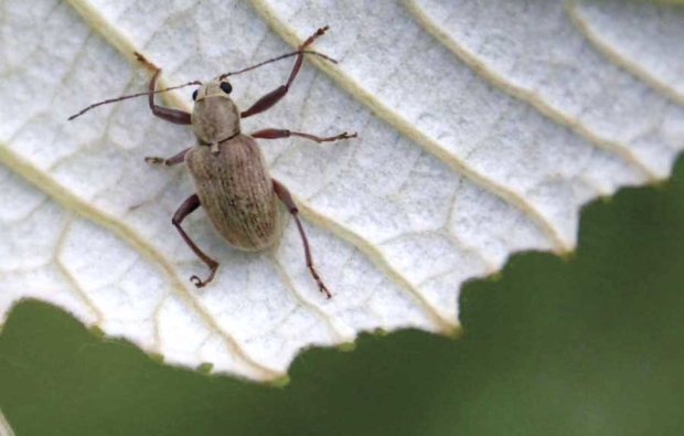 Although previously thought to emerge around July 4, adult rootworm beetles are emerging as early as June 21. One explanation may be Concord grapes bloom earlier than they did 20 years ago, and the insects have simply adapted to their food sources’ availability. <b>(Courtesy Tim Weigle)</b>