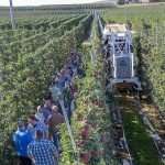 Quest for automated apple harvest continues AdvancedFarmPOM