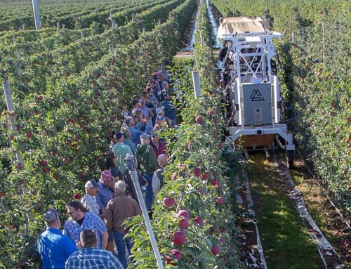 Quest for automated apple harvest continues