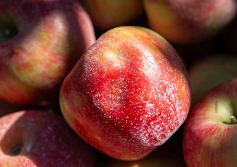 Growers familiar with advanced.farm said the robot is getting faster and better, but it still bruises some apples — either by contact with conveyor belts or pushing apples against the tree. So do people. The goal is to get damage rates comparable to hand-harvest, not zero. (Ross Courtney/Good Fruit Grower)