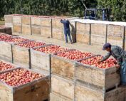 Crews deliver, sort and stack bins of Buckeye Gala apples in August at an Allan Bros. orchard near Zillah, Washington. Many Gala orchards are struggling to cover their costs of production, according to a new economic analysis from Washington State University. (Ross Courtney/Good Fruit Grower)