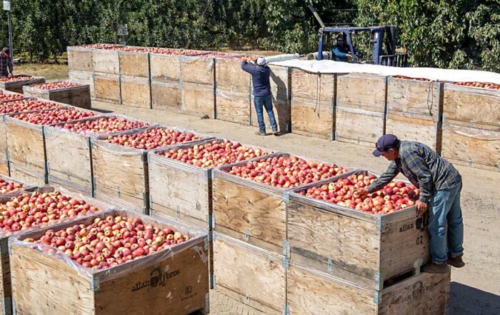 Crews deliver, sort and stack bins of Buckeye Gala apples in August at an Allan Bros. orchard near Zillah, Washington. Many Gala orchards are struggling to cover their costs of production, according to a new economic analysis from Washington State University. (Ross Courtney/Good Fruit Grower)