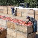 AllanBrosAppleHarvest