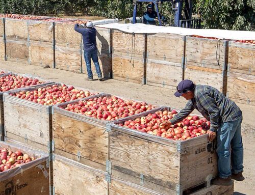 Breaking down “break even” for apple growers