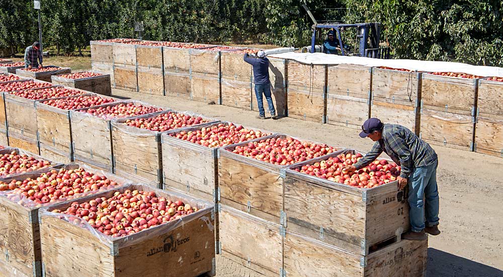 Crews deliver, sort and stack bins of Buckeye Gala apples in August at an Allan Bros. orchard near Zillah, Washington. Many Gala orchards are struggling to cover their costs of production, according to a new economic analysis from Washington State University. (Ross Courtney/Good Fruit Grower)