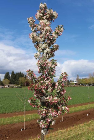 Tree fruit researchers are searching for new pollinizer trees as alternatives to the Manchurian crab apple, such as this one at a Boring, Oregon, nursery. <b>(Courtesy Stefano Musacchi/WSU Tree Fruit Research and Extension Center)</b>