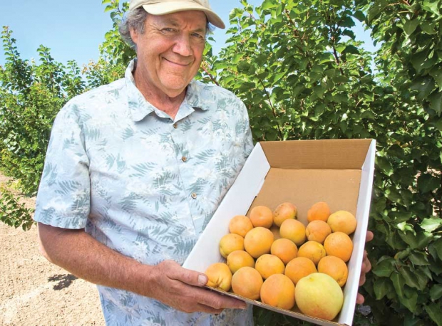 Andy Mariani holds a box of apricots and peaches at his Morgan Hill, California, orchard. (Courtesy David Karp)