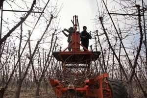 Antonio Mendoza, left, and Antonio dela Torre prune Coral Champagne cherries in mid-February from a platform at Finley Cherries near Benton City, Washington. They intentionally let the cuttings pile up on the platform structure, to make it easier to remove them for mulching. (Ross Courtney/Good Fruit Grower)