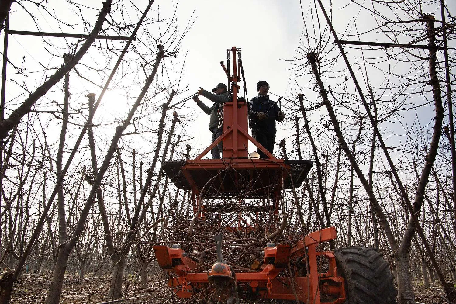 Everything but harvest Antonio Mendoza, left, and Antonio dela Torre prune Coral Champagne cherries in mid-February from a platform at Finley Cherries near Benton City, Washington. They intentionally let the cuttings pile up on the platform structure, to make it easier to remove them for mulching. (Ross Courtney/Good Fruit Grower)