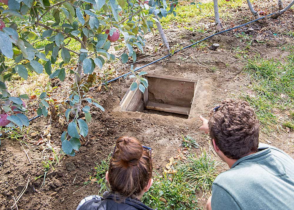 Curious field day attendees check out a soil window pit at a September tour through the Roza research orchard at the Washington State University Irrigated Agriculture Research and Extension Center near Prosser, Washington. Bernardita Sallato, a WSU horticulture extension specialist, is using the pits to correlate root growth with environmental factors. (Ross Courtney/Good Fruit Grower)
