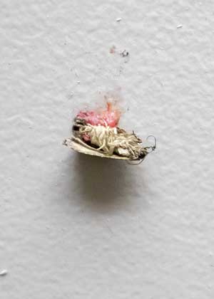 A squished sterile codling moth on a wall. How can you tell if it’s sterile? The rearing facility feeds its moths red food dye in their diet, so growers can recognize them in the orchards. (TJ Mullinax/Good Fruit Grower)