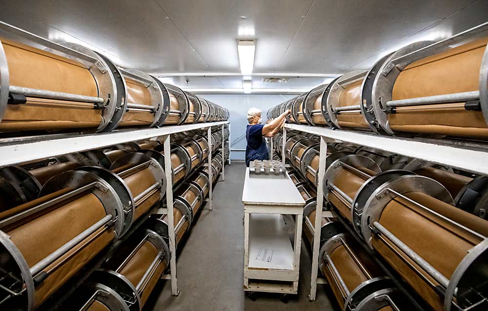 Olga Evans dumps containers of codling moths into cylindrical breeding chambers in the Okanagan-Kootenay Sterile Insect Release Program rearing facility in Osoyoos, British Columbia, in July 2018. The many rows of chambers, where female moths lay eggs, are where each generation of insects starts in the facility, which produces about 10 million sterile codling moths for agricultural use each week. (TJ Mullinax/Good Fruit Grower)