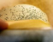 The Washington apple industry is taking a closer look at sterile insect technique for codling moth, seen here inside the paper-lined breeding chamber at the Okanagan-Kootenay Sterile Insect Release Program, where viable adults will mate to produce the next generation that will be sterilized before being released in Canada and the U.S. (TJ Mullinax/Good Fruit Grower)