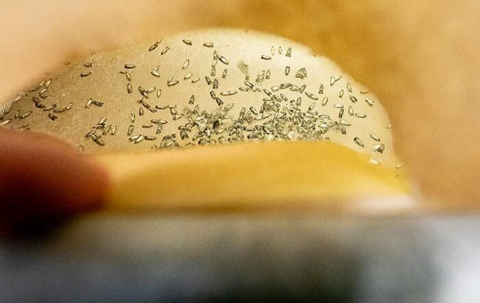 The Washington apple industry is taking a closer look at sterile insect technique for codling moth, seen here inside the paper-lined breeding chamber at the Okanagan-Kootenay Sterile Insect Release Program, where viable adults will mate to produce the next generation that will be sterilized before being released in Canada and the U.S. (TJ Mullinax/Good Fruit Grower)