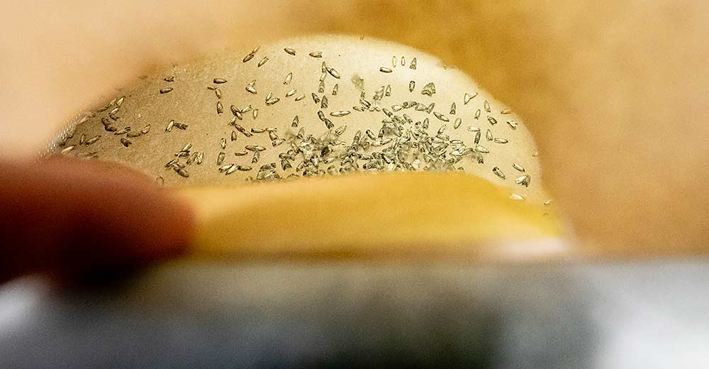 The Washington apple industry is taking a closer look at sterile insect technique for codling moth, seen here inside the paper-lined breeding chamber at the Okanagan-Kootenay Sterile Insect Release Program, where viable adults will mate to produce the next generation that will be sterilized before being released in Canada and the U.S. (TJ Mullinax/Good Fruit Grower)