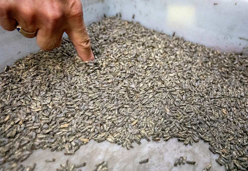 The adult moths are then collected and put into a chamber where they are irradiated to make them sterile, then the moths are chilled and prepared for shipment. (TJ Mullinax/Good Fruit Grower)