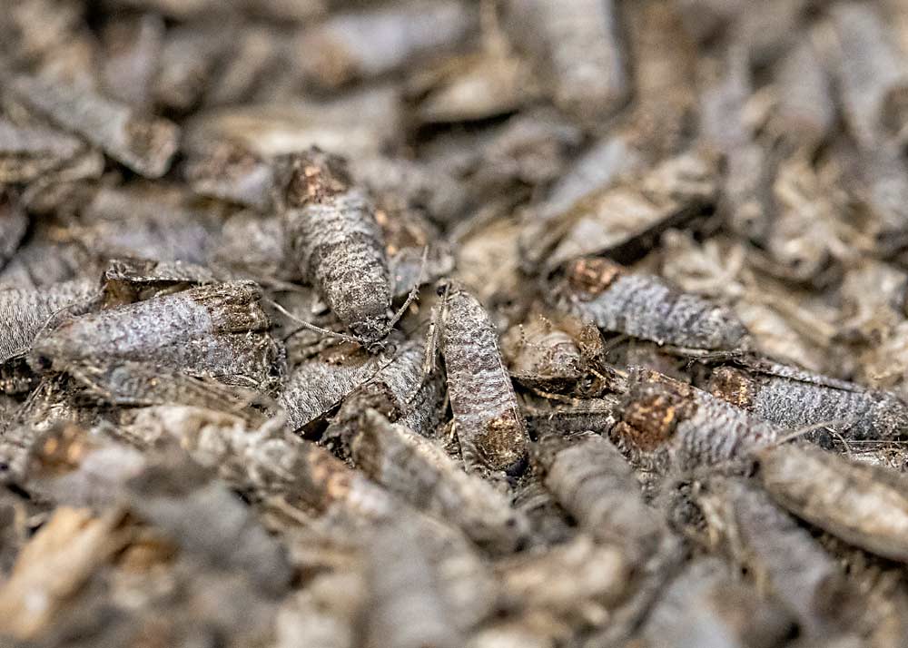 Thousands upon thousands of cold, mature sterile moths wait to be whisked away to orchards in British Columbia. (TJ Mullinax/Good Fruit Grower)