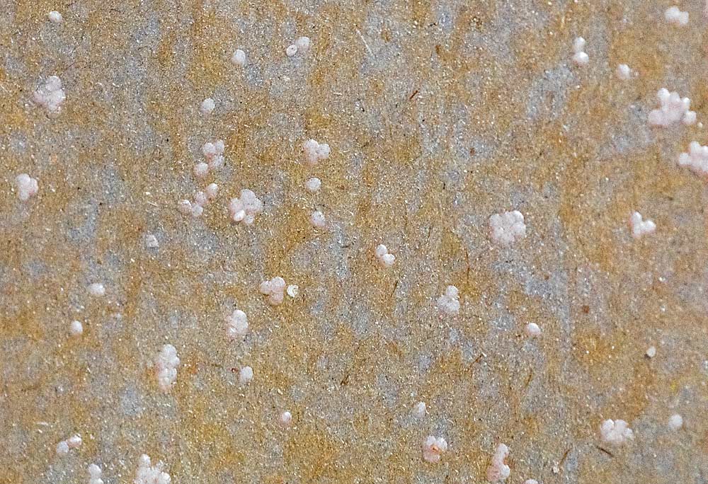 Small dots of codling moth eggs line the inside of the chamber paper, which is then unrolled and cut into egg sheets. The egg sheets are then disinfected. (TJ Mullinax/Good Fruit Grower)