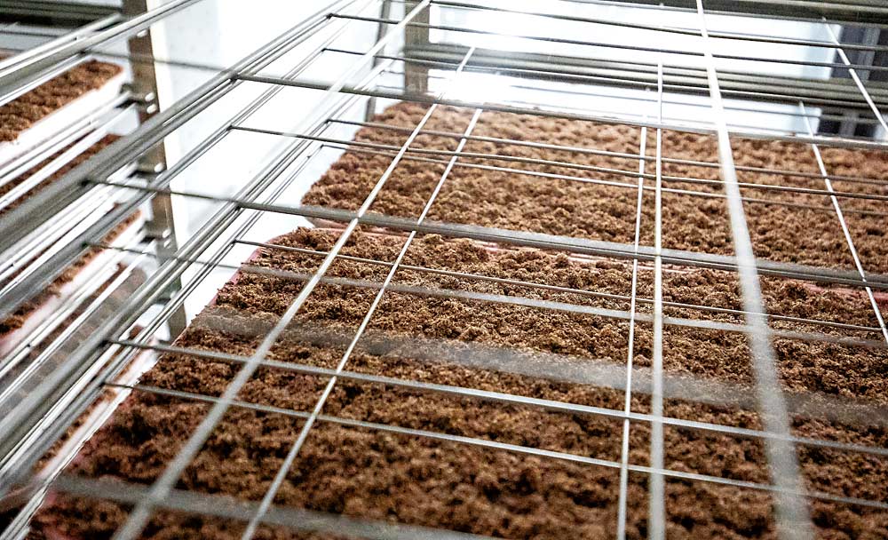 An artificial diet containing wheat, sugar, sawdust and vitamins is dispensed into trays. The diet also contains a distinctive, fat-soluble red dye that accumulates inside the insects’ bodies. Egg sheets are suspended above the trays, and newly hatched larvae descend on a silk rope into the diet, where they will live for the next month. The trays are then placed in a rearing room where the larvae mature in a closely monitored process of managing airflow, temperature, humidity and light. (TJ Mullinax/Good Fruit Grower)