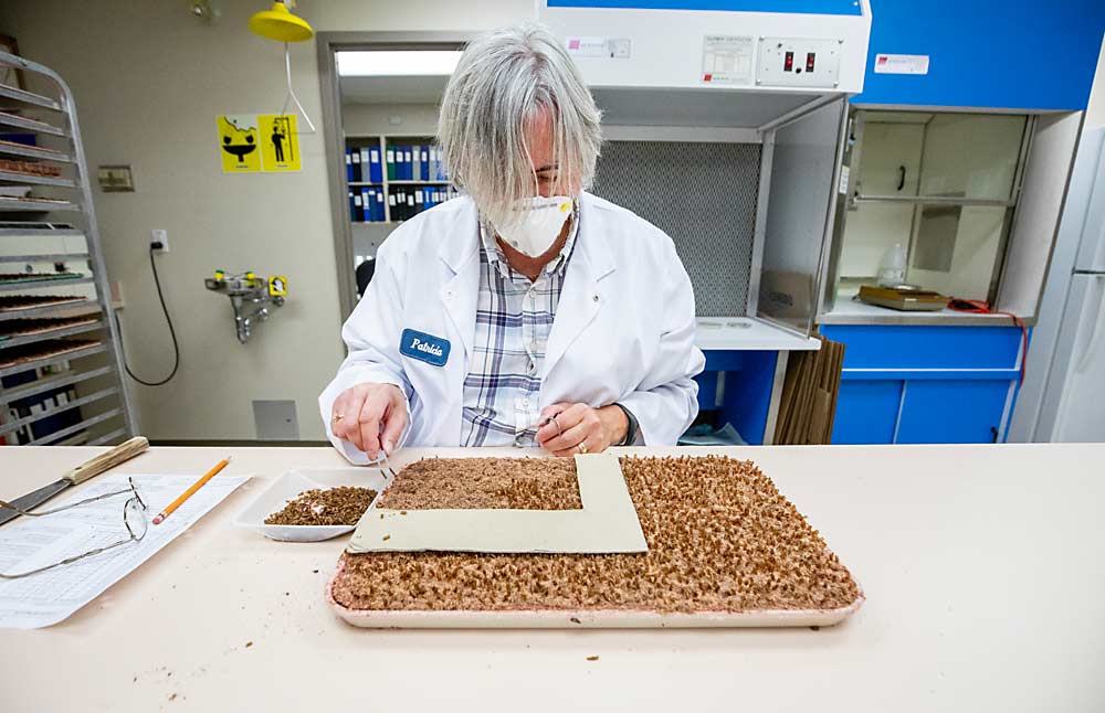 After the larvae mature, they emerge from the diet. The trays of empty cocoons are then sampled by OKSIR staff to calculate the number of healthy moths that emerged from their chambers. Workers in the facility wear masks throughout the process because moth scales are a respiratory hazard. (TJ Mullinax/Good Fruit Grower)