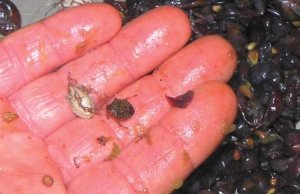 Brown marmorated stinkbug were added to Pinot Noir grapes. Researchers analyzed juice and wine throughout the winemaking process to learn if the stinkbug odor could taint or contaminate the wine. (Courtesy Oregon State University)