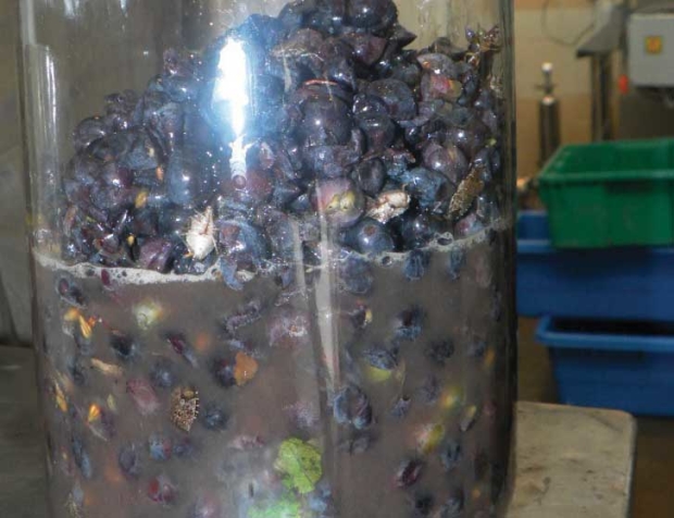 This sample of Pinot Noir grapes, spiked with brown marmorated stinkbug, was turned into wine to learn if the stinkbug’s foul odor can impact wine quality. <b>(Courtesy Oregon State University)</b>
