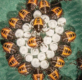 Left center: Predators of the brown marmorated stinkbug include crabronidae wasps that grab and paralyze stink bugs and haul them back to their nests to feed to their young. Inset: An egg mass of the brown marmorated stinkbug with newly emerged first-instar nymphs.