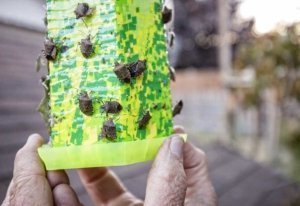 Research entomologist, Peter Landolt holds a sticky wasp trap covered with brown marmorated stink bug in a Yakima, Washington, yard on September 28, 2016. Landolt found success catching BMSB with the wasp trap by adding a commercial pheromone attractant for BMSB. (TJ Mullinax/Good Fruit Grower)