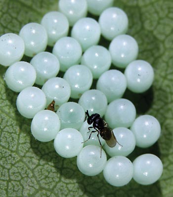 A Trissolcus parasitic wasp with brown marmorated stinkbug eggs.