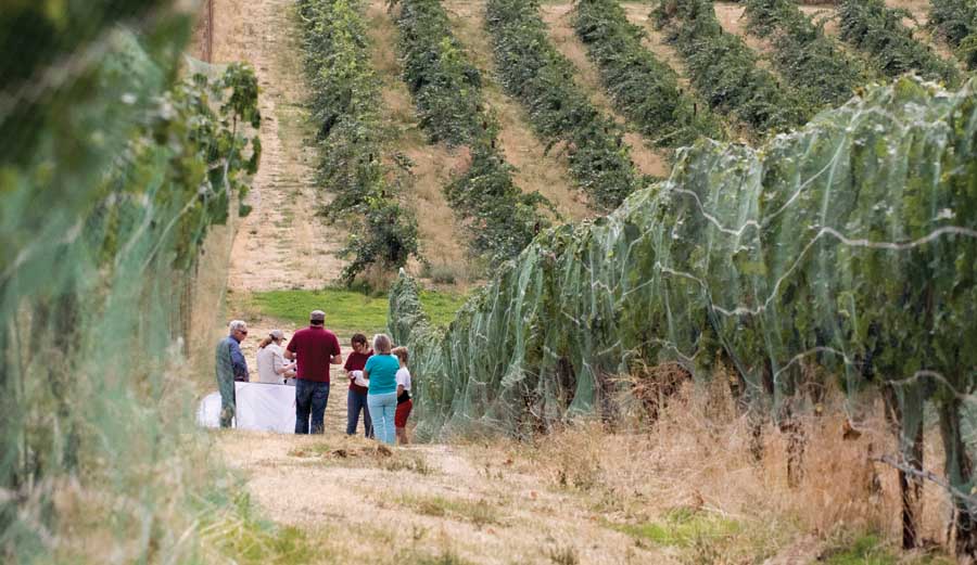 A multi-agency team of researchers visit two Walla Walla, Washington area vineyards on October 2, 2015 to investigate reports of brown marmorated stinkbug and collect samples. <b>(TJ Mullinax/Good Fruit Grower)</b>
