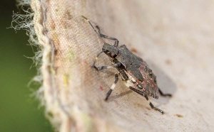 An brown marmorated nymph in it's fifth instar stage is caught in a researchers net during a search for stink bugs at Walla Walla, Washington area vineyards on October 2, 2015. (TJ Mullinax/Good Fruit Grower)
