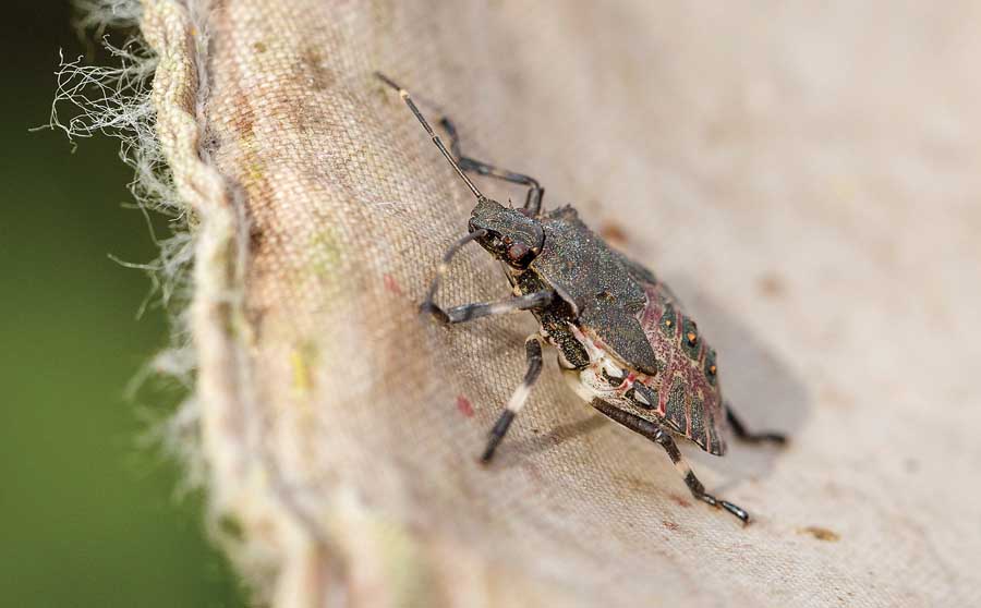 An brown marmorated nymph in it's fifth instar stage is caught in a researchers net during a search for stink bugs at Walla Walla, Washington area vineyards on October 2, 2015. <b>(TJ Mullinax/Good Fruit Grower)</b>