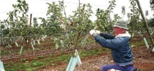 Meticulous training of these 17-month-old apple trees on Malling-Merton 106 lays the foundation of a productive apple orchard. The positioning of the secondary framework (branches) of these Open Tatura trees ensures there won’t be gaps in the canopies between trees. Light interception in third, fourth and fifth leaf is estimated at 45 percent, 55 percent and between 65 and 70 percent, respectively. Trees produced 11 tonnes and 45 tonnes per hectare (4.9 tons and 20.1 tons per acre) in the second and third years, respectively. (Courtesy Bas van den Ende)