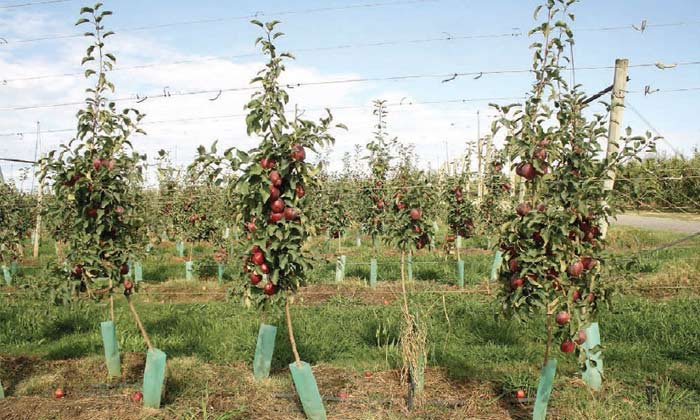 These third-leaf apple trees on Malling 9 rootstock on Open Tatura have twice the number of apples on the tree as their average trunk size should have. This has not only restricted canopy development, but also has resulted in more than six different sizes of apples in the unthinned crop. <b>(Courtesy Bas van den Ende)</b>