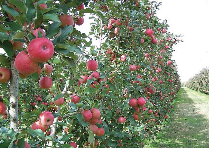 Continuous thin, angular canopies, such as this Open Tatura, regularly produce high yields of good quality apples of marketable sizes. Notice the distribution of apples from the top of the canopy to the bottom. The shade pattern on the orchard floor between the rows also indicates good distribution of sunlight throughout the canopy. These trees have been meticulously trained in the first three years, and the orchard now reaps the long-term benefits.<b>(Courtesy Bas van den Ende)</b>
