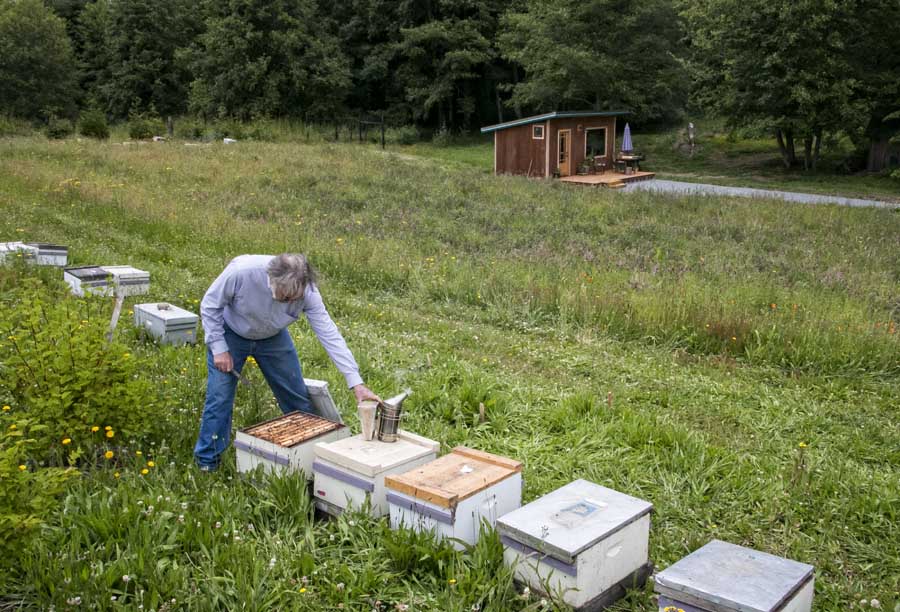 Tim Lawrence, Cobey’s husband and university assistant professor and regional honeybee specialist, uses smoke to make his bees more docile as he checks on the hives in a pasture adjacent to the couple’s cabin-like laboratory in the background. <b>(Ross Courtney/Good Fruit Grower)</b>