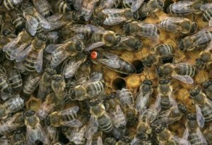 Susan Cobey, a honeybee insemination expert, and her husband, Tim Lawrence, breed honeybees in Coupeville, Washington, as part of Washington State University’s efforts to improve the genetic health of the fruit industry’s most important pollinator. Cobey affixes colored tags to the inseminated queens. She also slightly clips one of the queen’s wings, just enough to notice upon close inspection but enough not to stop the queen from flying. (Ross Courtney/Good Fruit Grower)