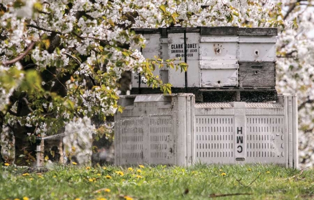 Placing honeybee hives on top of fruit bins helps keep the hive from getting damp when sprinklers are running in orchard rows. <b>(TJ Mullinax/Good Fruit Grower)</b>