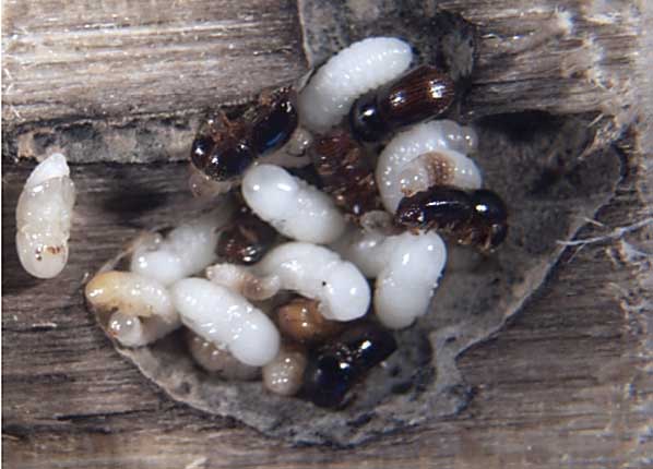 Black stem borer females excavate galleries in apple tree trunks to lay eggs and hatch larvae. Later in the season, they move deeper into the trunk to overwinter. (Courtesy of USDA-ARS)