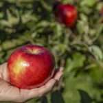 A hand holding a Big Flirt apple